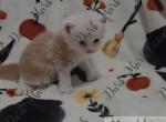 Sugas littles - Maine Coon Kitten For Sale - Ellenton&comma; FL&comma; US