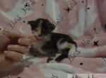 Slinkz littles - Maine Coon Kitten For Sale - Ellenton&comma; FL&comma; US
