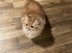Nikola - Siberian Cat For Sale - Douglas&comma; MA&comma; US