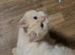Buttercup - Siberian Cat For Sale - 