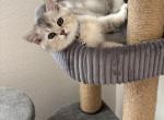 British shorthair Angel - British Shorthair Kitten For Sale - Portland&comma; OR&comma; US