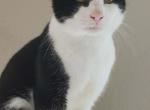 Periwinkle - Snowshoe Kitten For Sale - Ocean Shores&comma; WA&comma; US