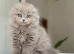 Susana - Scottish Fold Kitten For Sale - Los Angeles&comma; CA&comma; US