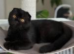Kraken - Scottish Fold Kitten For Sale - Los Angeles&comma; CA&comma; US