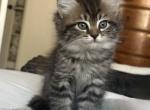 Persian Cherubin Ragdoll Kittens - Persian Kitten For Sale - Ojai&comma; CA&comma; US
