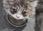 Blue White Persian Kitten - Persian Kitten For Sale - Parma&comma; OH&comma; US