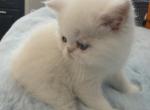 Exotic shorthair boy - Exotic Kitten For Sale - Orlando&comma; FL&comma; US