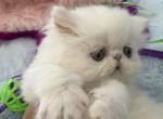 Persian white boy - Persian Kitten For Sale - Orlando&comma; FL&comma; US