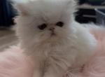 Persian white girl - Persian Kitten For Sale - Orlando&comma; FL&comma; US