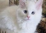Annies purrdoll boys - Ragdoll Kitten For Sale - 