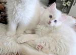 Apollo and Cosmo - Ragdoll Kitten For Sale - Nixa&comma; MO&comma; US