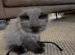 Blue Ridge Love Notes - Himalayan Kitten For Sale - Salem&comma; VA&comma; US