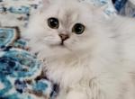 Jr Almaz - Scottish Straight Kitten For Sale - Cleveland&comma; OH&comma; US