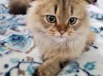 Jr Prince - Scottish Fold Kitten For Sale - 