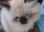 Mariah's kittens - Himalayan Kitten For Sale - 