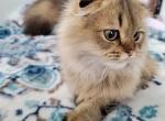 Jr Prince - Scottish Fold Kitten For Sale - Cleveland&comma; OH&comma; US