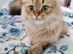 Jr Prince - Scottish Fold Kitten For Sale - Cleveland&comma; OH&comma; US