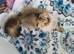 Jr Prince - Scottish Fold Kitten For Sale - Cleveland&comma; OH&comma; US