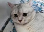 Silver - Scottish Fold Cat For Sale - Cleveland&comma; OH&comma; US