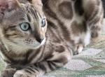 Adult Sepia Female - Bengal Cat For Sale - MO&comma; US