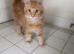 Samantha - Maine Coon Kitten For Sale - Wilmington&comma; DE&comma; US