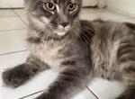 Elsa discount is available - Maine Coon Kitten For Sale - 