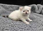 Watson - Exotic Kitten For Sale - Bois D Arc&comma; MO&comma; US