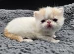 Newton - Exotic Kitten For Sale - Bois D Arc&comma; MO&comma; US