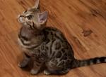 Avah - Bengal Kitten For Sale - Howell&comma; MI&comma; US