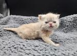 Darwin - Exotic Kitten For Sale - Bois D Arc&comma; MO&comma; US