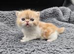 Einstein - Exotic Kitten For Sale - Bois D Arc&comma; MO&comma; US