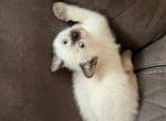 Cocoa Puff - Siamese Kitten For Sale - Philadelphia&comma; PA&comma; US