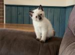 Muffin - Siamese Kitten For Sale - Maclean&comma; VA&comma; US