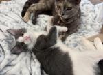 Sonic and Cupid - Domestic Kitten For Sale - Jesup&comma; GA&comma; US