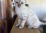 Snow Lynx girl - Bengal Kitten For Sale - Morrisonville&comma; NY&comma; US