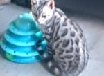 Silver female - Bengal Kitten For Sale - Morrisonville&comma; NY&comma; US