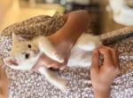 Sox - American Shorthair Kitten For Sale - 