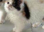 Cali - Ragdoll Kitten For Sale - 