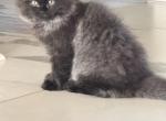 Tito - Ragdoll Kitten For Sale - Oklahoma City&comma; OK&comma; US