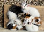 Willow - American Shorthair Kitten For Sale - 