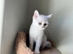 Skye - British Shorthair Kitten For Sale - Phoenix&comma; AZ&comma; US