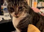 Tink - Domestic Cat For Adoption - Columbus&comma; OH&comma; US