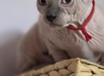 Romulus - Sphynx Kitten For Sale - 