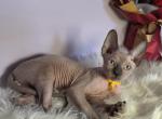 Remus - Sphynx Kitten For Sale - Mundelein&comma; IL&comma; US