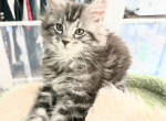 Echo and Coco kittens - Maine Coon Kitten For Sale - Brookfield&comma; OH&comma; US
