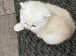 Peridot - British Shorthair Kitten For Sale - Sun City Center&comma; FL&comma; US