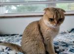 Dara - Scottish Fold Cat For Sale - 