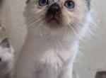 Ragdoll - Ragdoll Kitten For Sale - Orchards&comma; WA&comma; US