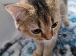 Palesa - Scottish Fold Kitten For Sale - Cleveland&comma; OH&comma; US