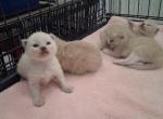 Ragdoll Kittens - Ragdoll Kitten For Sale - Delano&comma; CA&comma; US